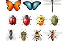 10 câu hỏi trắc nghiệm với tranh dành cho cả gia đình bằng tiếng Anh  Phần 21 - Chủ đề "Các loài côn trùng"